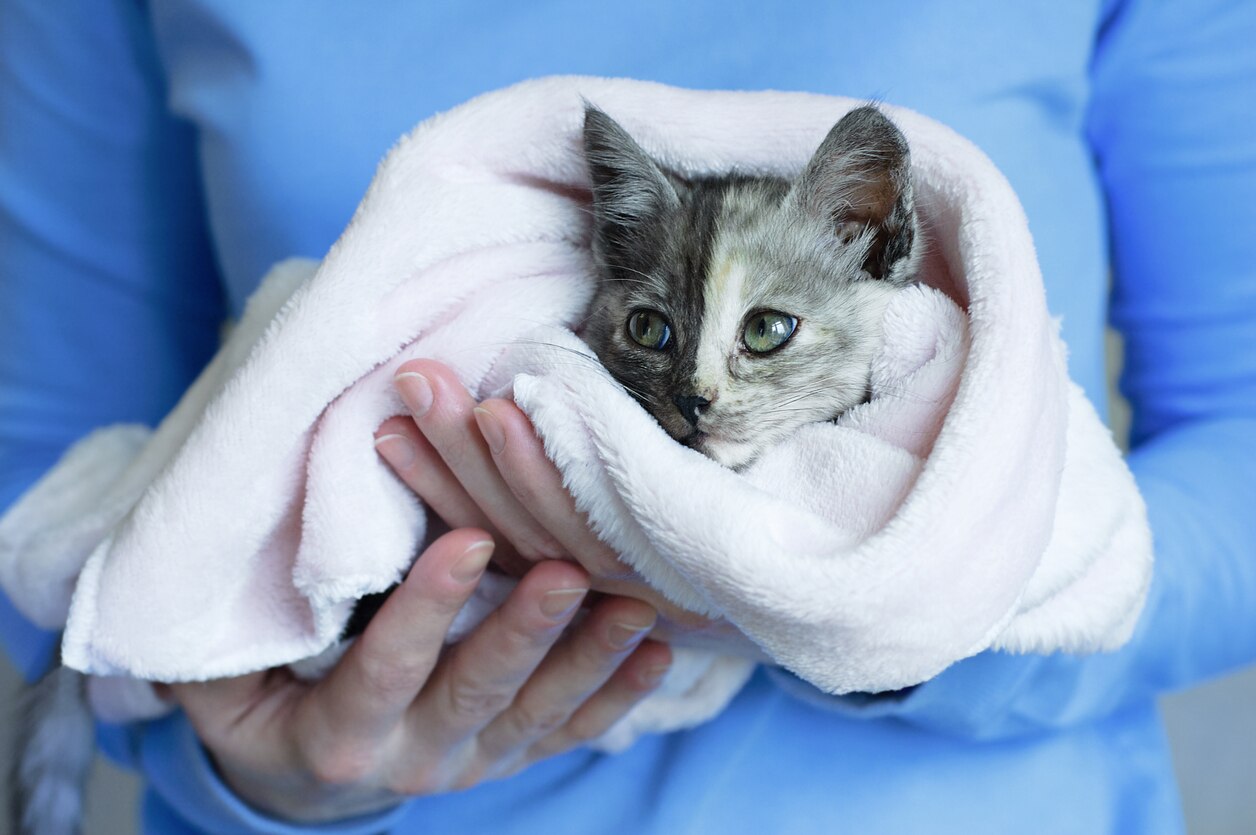 Can Kittens Survive Fading Kitten Syndrome